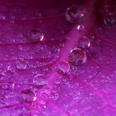 Magenta Jewels: Water beads on a decorative cabbage leaf