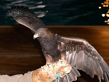 A Golden Eagle spreads it's majestic wings for us