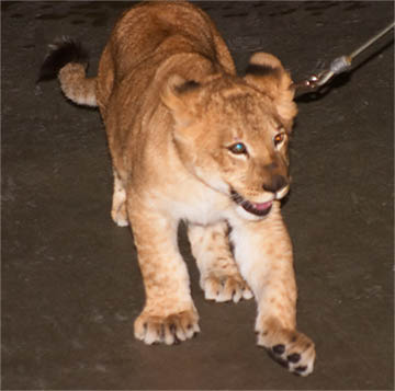 A 6 month old, playful Lion Cub!