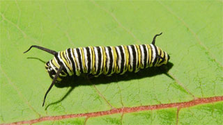 Monarch Catepillar